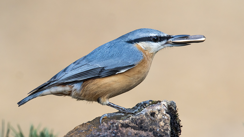 Eurasian Nuthatch